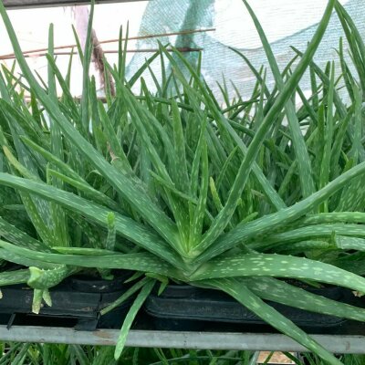 Aloe Vera