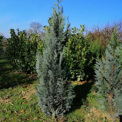 Chamaecyparis Lawsoniana Columnaris  - Glauca