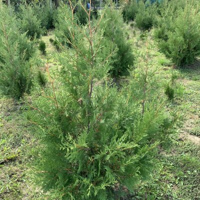 Thuja Occidentalis Brabant