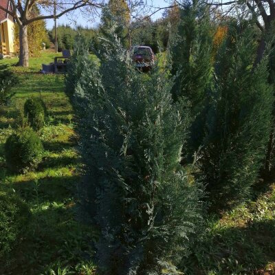 Chamaecyparis Lawsoniana Columnaris  - Glauca