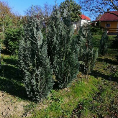 Chamaecyparis Lawsoniana Columnaris  - Glauca