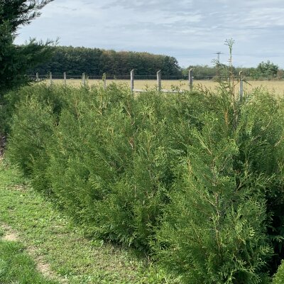 Thuja Occidentalis Brabant