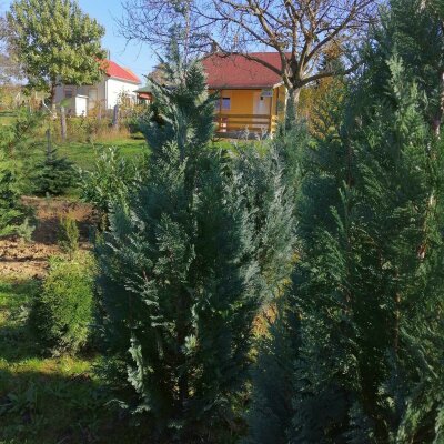 Chamaecyparis Lawsoniana Columnaris  - Glauca