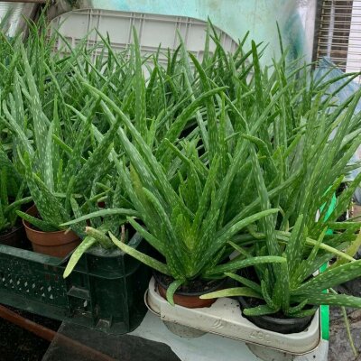 Aloe Vera