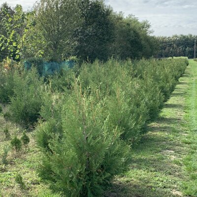 Thuja Occidentalis Brabant